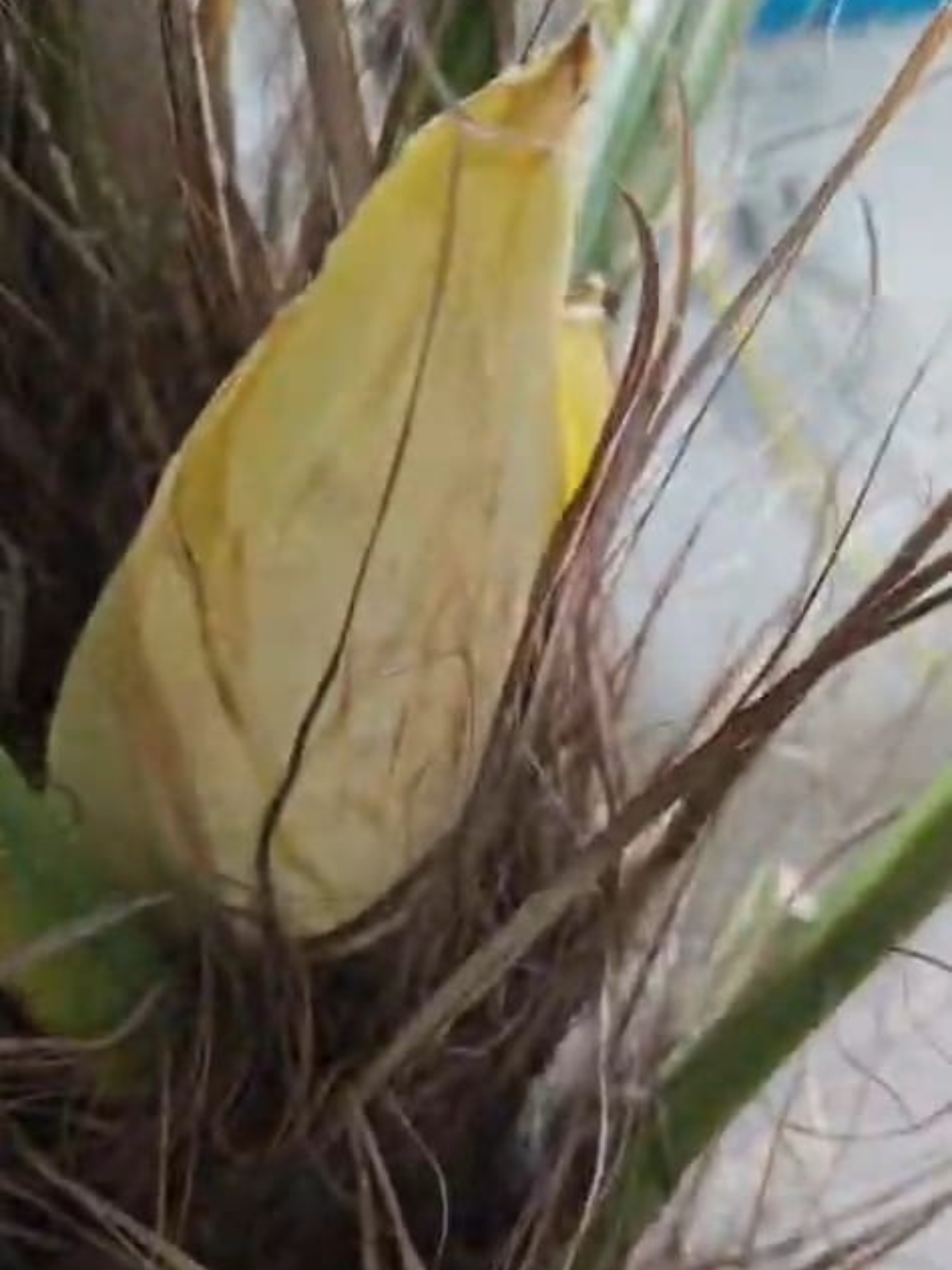 trachycarpus wagnerianus v kvete v januari